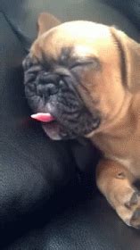 Sleep Ice Cream Cone GIF - Dogs Puppy Pug - Discover & Share GIFs