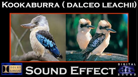 Kookaburra Bird Sound Effect | Hi - Res Audio - YouTube