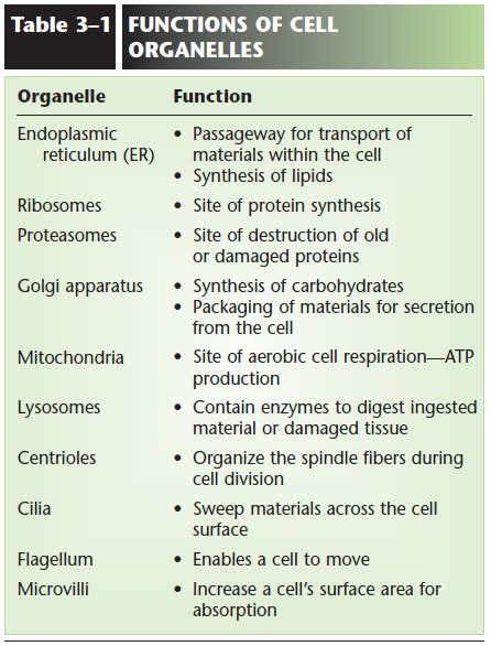 Function Of Cell Organelles Chart