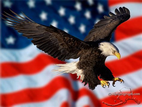 Free download american flag eagle pictures [1024x770] for your Desktop ...