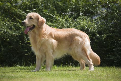 The Ultimate Guide to Golden Retrievers: Everything You Need to Know ...