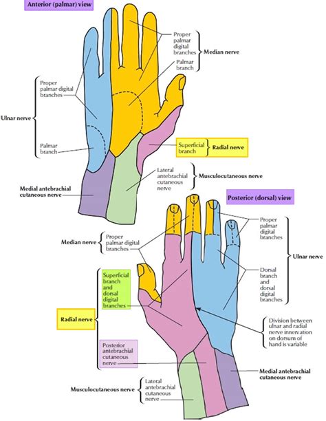 Radial nerve anatomy, radial nerve palsy and radial nerve injury