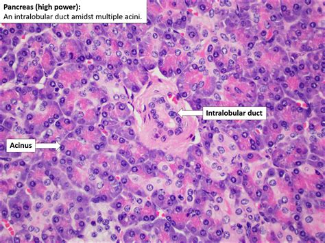 Pancreas – Normal Histology – NUS Pathweb :: NUS Pathweb