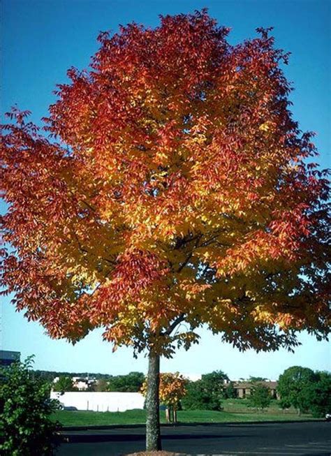 Beechwood Landscape Architecture and Construction: Autumn Purple White ...