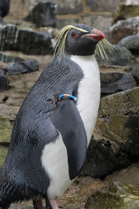 The Journal - Penguin party at Edinburgh Zoo | Edinburgh zoo, Penguins ...