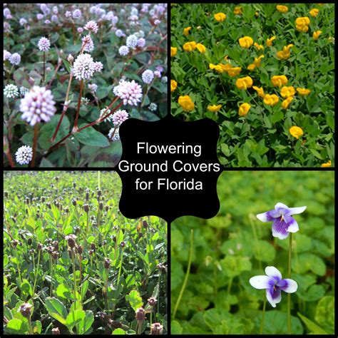 Flowering Ground Covers - Miss Smarty Plants