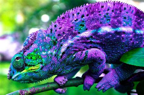 Panther Chameleon | intriguing | Pinterest | Chameleons