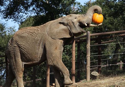 An African Elephant at the Oakland Zoo enjoys a pumpkin treat | Oakland ...