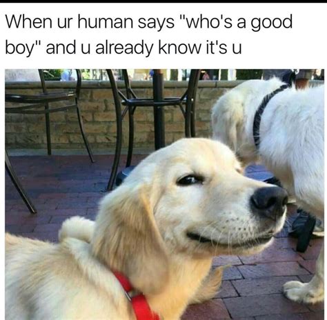 Happy Doggo - Meme by 4TUNE :) Memedroid