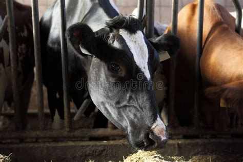 Cows farm stock photo. Image of countryside, cows, husbandry - 41403482