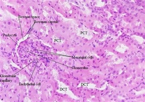 Histological features of silicone-S10 preserved kidney section ...