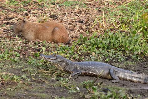 Why Do Capybaras And Crocodiles Get along