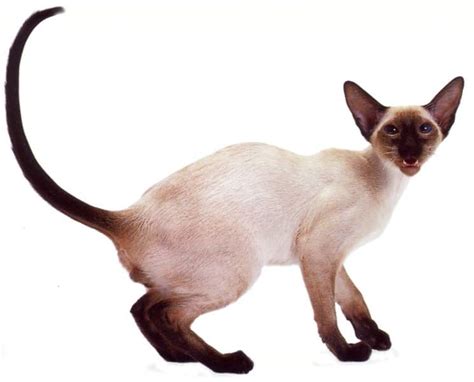 Siamese Cat – Purrfect Cat Breeds