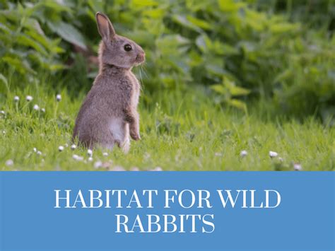 Habitat for Wild Rabbits (Plus How To Make One)