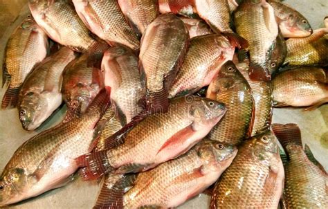 Mozambique tilapia fish stock image. Image of mozambique - 101942569