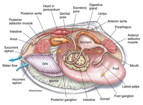 Mollusk Anatomy | Best Diagram Collection