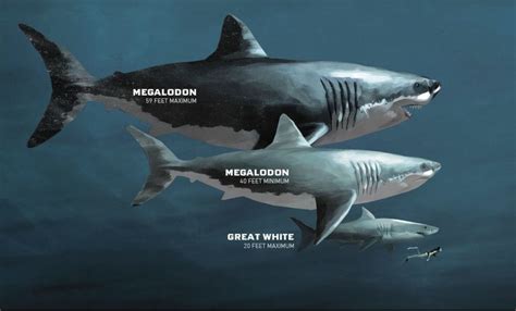 Shark size comparison: prehistoric Megalodon to contemporary Great ...