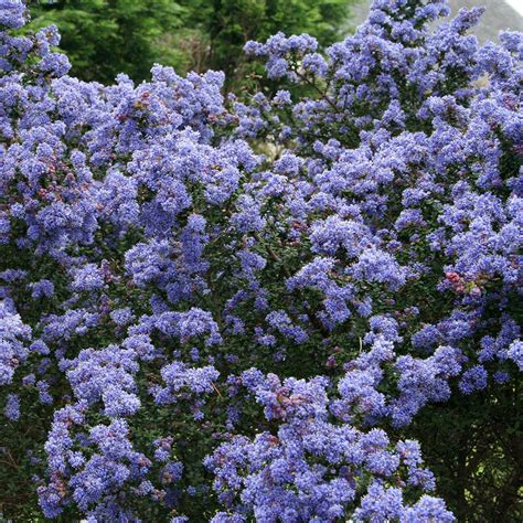 Ceanothus impressus Puget Blue - Céanothe persistant