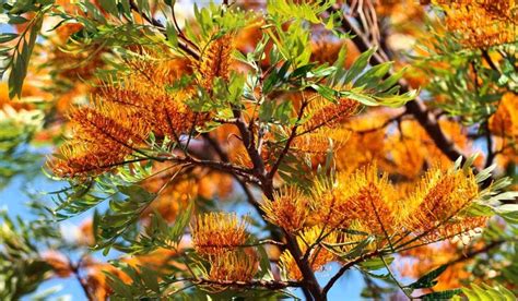 Grevillea Robusta: How to Grow and Care this Lovely Plant