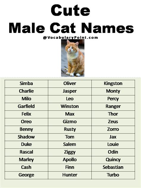 Most Popular Cute Cat Names - Vocabulary Point