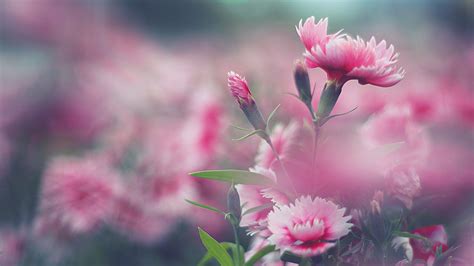 flowers, Nature, Pink Flowers Wallpapers HD / Desktop and Mobile ...