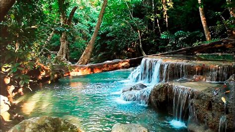 Where Can You Find Water In The Rainforest: A Hidden Oasis Guide