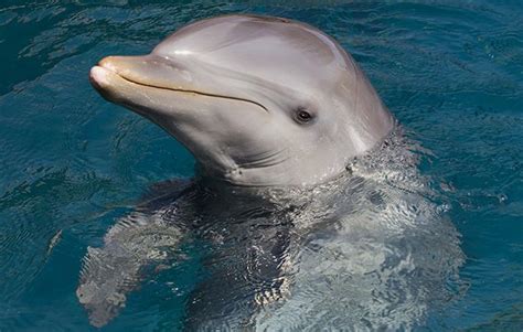 10 facts about bottlenose dolphins - National Geographic Kids