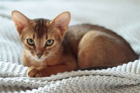 See the Cutest Cat Breeds as Kittens | Reader's Digest