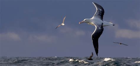 Videos: A New Zealand Albatross Takes Its First Flight