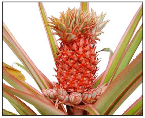 Pinyang pula, Ananas bracteatus, RED PINEAPPLE / Herbal Medicine ...