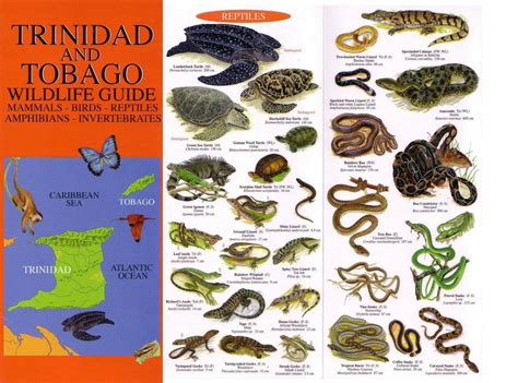 Trinidad and Tobago Wildlife Guide - The Trinidad & Tobago Field ...