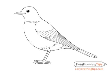 How to Draw a Bird Step by Step Side View - EasyDrawingTips