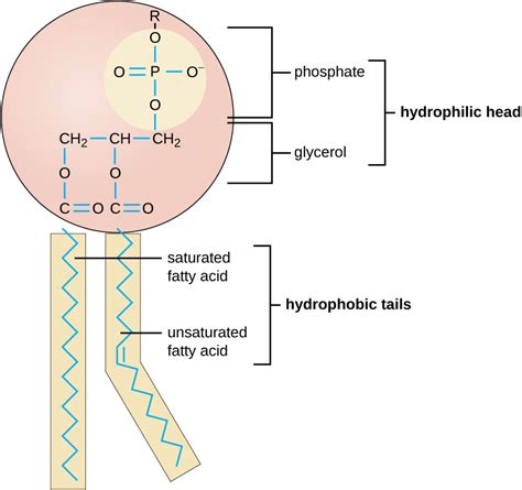 31 Label The Parts Of The Phospholipid - Labels Database 2020