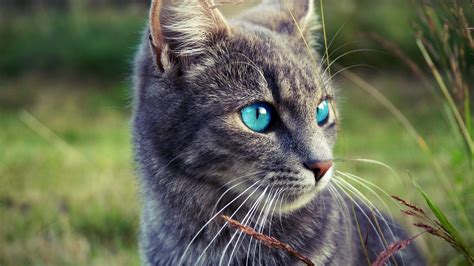 10 Best Products for Your Gorgeous Gray Cat with Blue Eyes: A Review ...