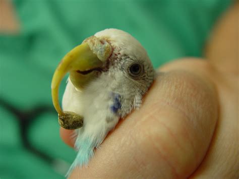 Budgie Care - CHICAGO EXOTICS ANIMAL HOSPITAL