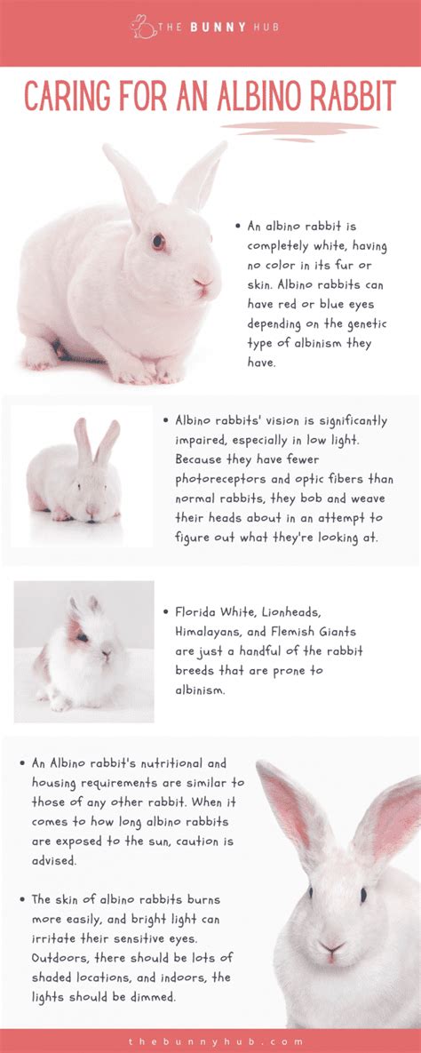 Caring for an Albino Rabbit - The Bunny Hub