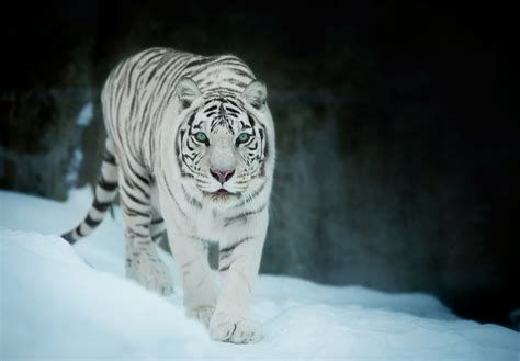 1024x1024 White Tiger In Snow 1024x1024 Resolution HD 4k Wallpapers ...