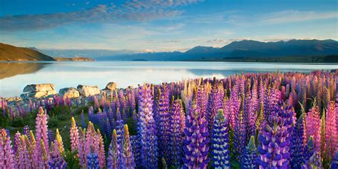 Best Time to Visit New Zealand | NZ Holiday Planner