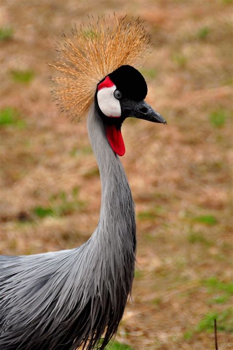 Grey Crowned Crane | The "grey" refers to the body color; th… | Flickr