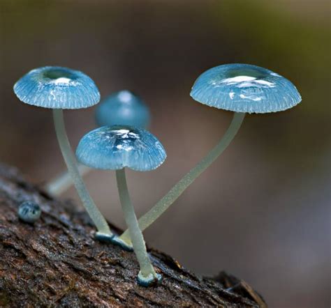 Fungi after the fires | The Examiner | Launceston, TAS