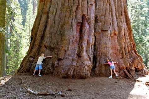 Quick Notes about the Redwoods | The Redwood | TREE TRAIL | Staunton ...