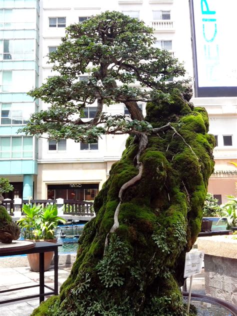 Largest Bonsai Tree - Pos OSO