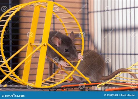 Domestic rats in a cage stock photo. Image of cage, cute - 170453462