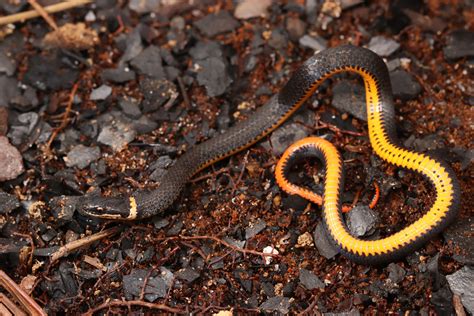 Black Garden Snake With Orange Ring | Fasci Garden