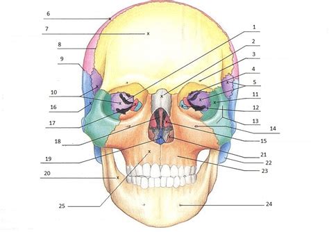 Skeletal System Quiz Skull Front view Diagram | Quizlet