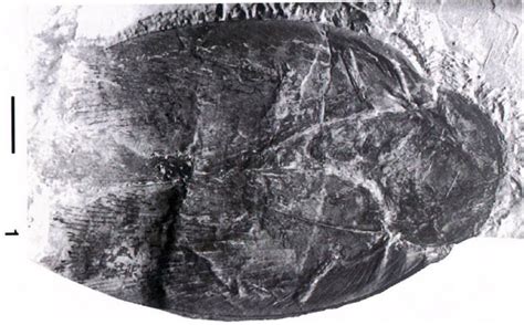 Largest Cockroach Fossil - Unbelievable Facts