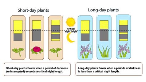 Plant Growth And Development - Patterns of problems