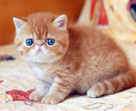 Exotic Shorthair Kittens Breed Information and Facts - Pets Nurturing