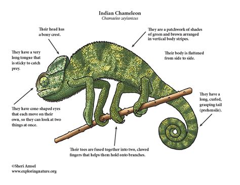 Chameleon (Indian)