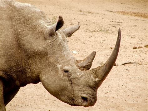 Operation Crash: U.S. Indicts Groenewald Brothers for Rhino Horn ...